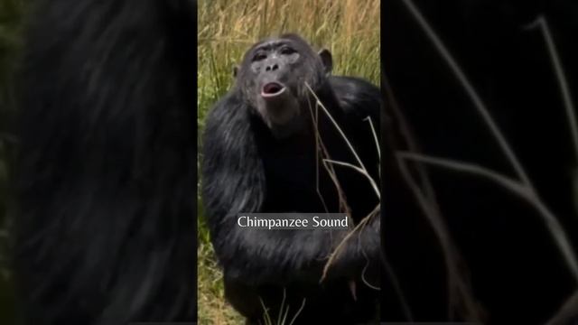 CHIMPANZEE SOUND | natureXploration #shorts #ytshorts #animalsounds