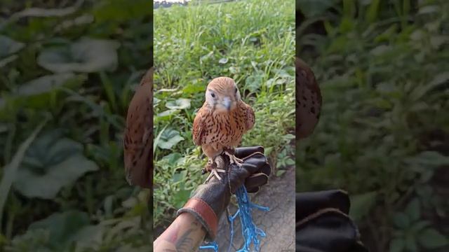 Пустельга в настроении😄. Немного вспомнили, как делать это. Когда нибудь мы научимся 😆
