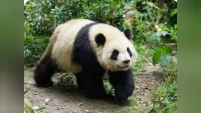 Snow  Leopard vs Giant Panda. Who   would  win   in a fight between these two Himalayan Animals.