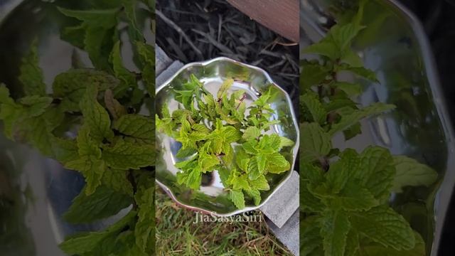 Home grown mint leaves for chutney #shorts #shortsvideo #viral #ytshorts #ytshortsvideo