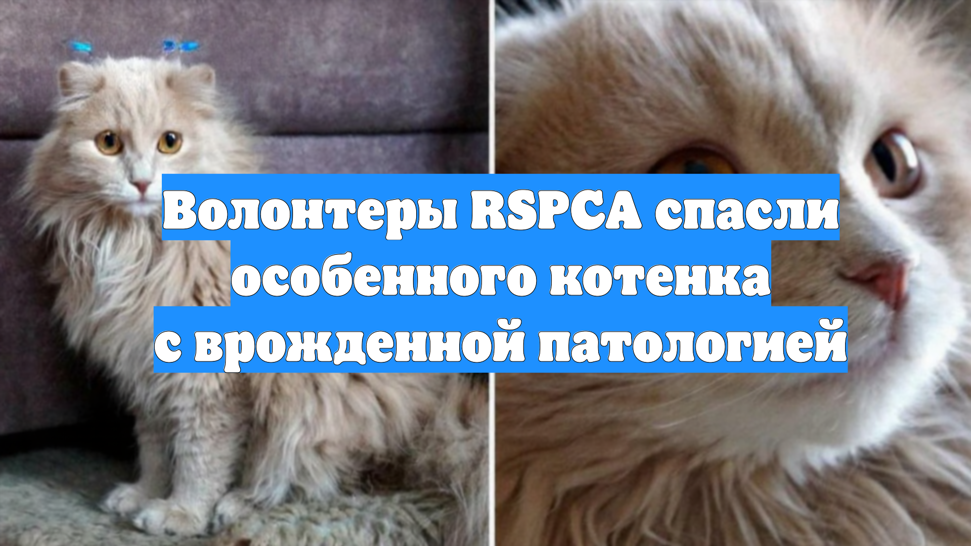 Волонтеры RSPCA спасли особенного котенка с врожденной патологией