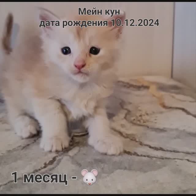 Котята Мейн кун