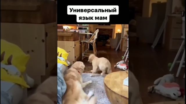 Универсальный язык Мам