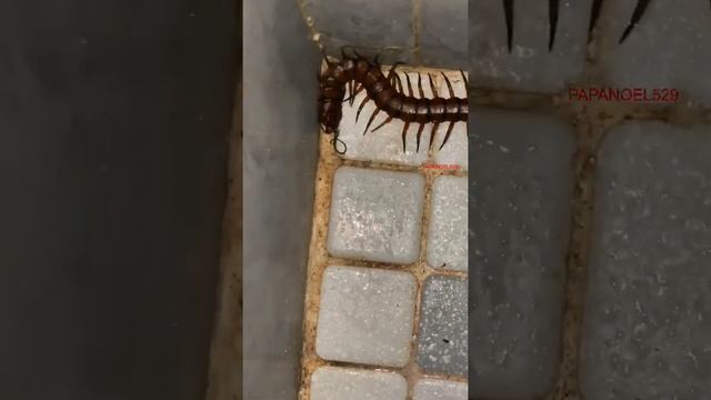 Escolopendra gigante. Ciempiés gigante. Giant centipede