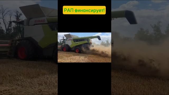 Claas Lexion с жаткой  Convio в работе.