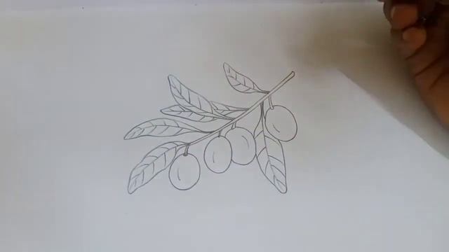 How to draw Olive leaf drawing With fruit//Vel's Art Classes....