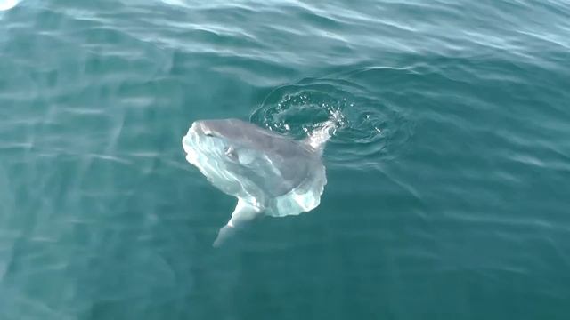 Ocean Sunfish.