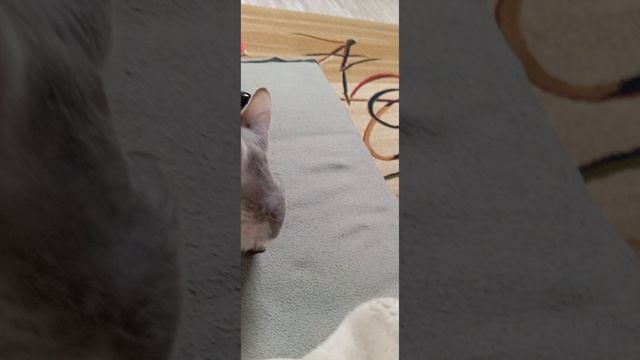 котёнок на охоте