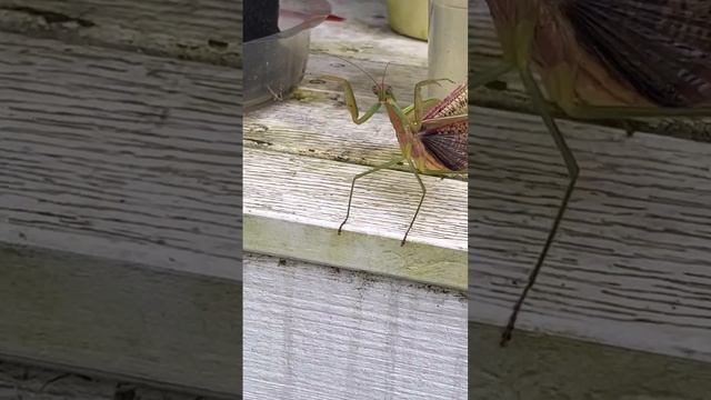 PRAYING MANTIS MADE ME LATE FOR A BIG GARAGE SALE #short