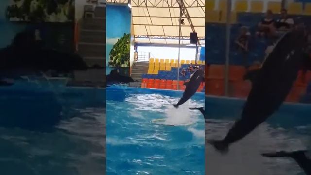 dolphin show #dolphinshow #shorts #dolphinsquad