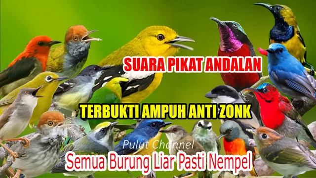 Suara Pikat Segala Jenis Burung Kecil Durasi Panjang 1 Jam Non STOP