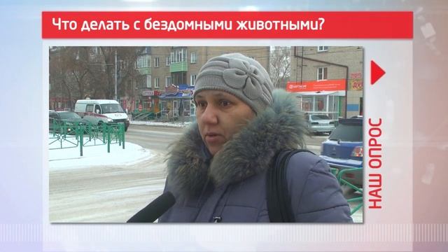 Что делать с бездомными животными?