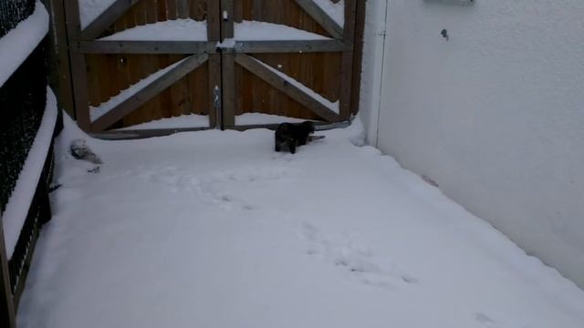 Котенок впервые гуляет по снегу