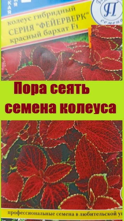 ПОСЕВ КОЛЕУСОВ с помощью зубочистки поможет не потерять мелкие семена