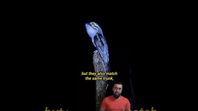 Great potoo the scariest Bird🦉you ever seen #shorts #trending