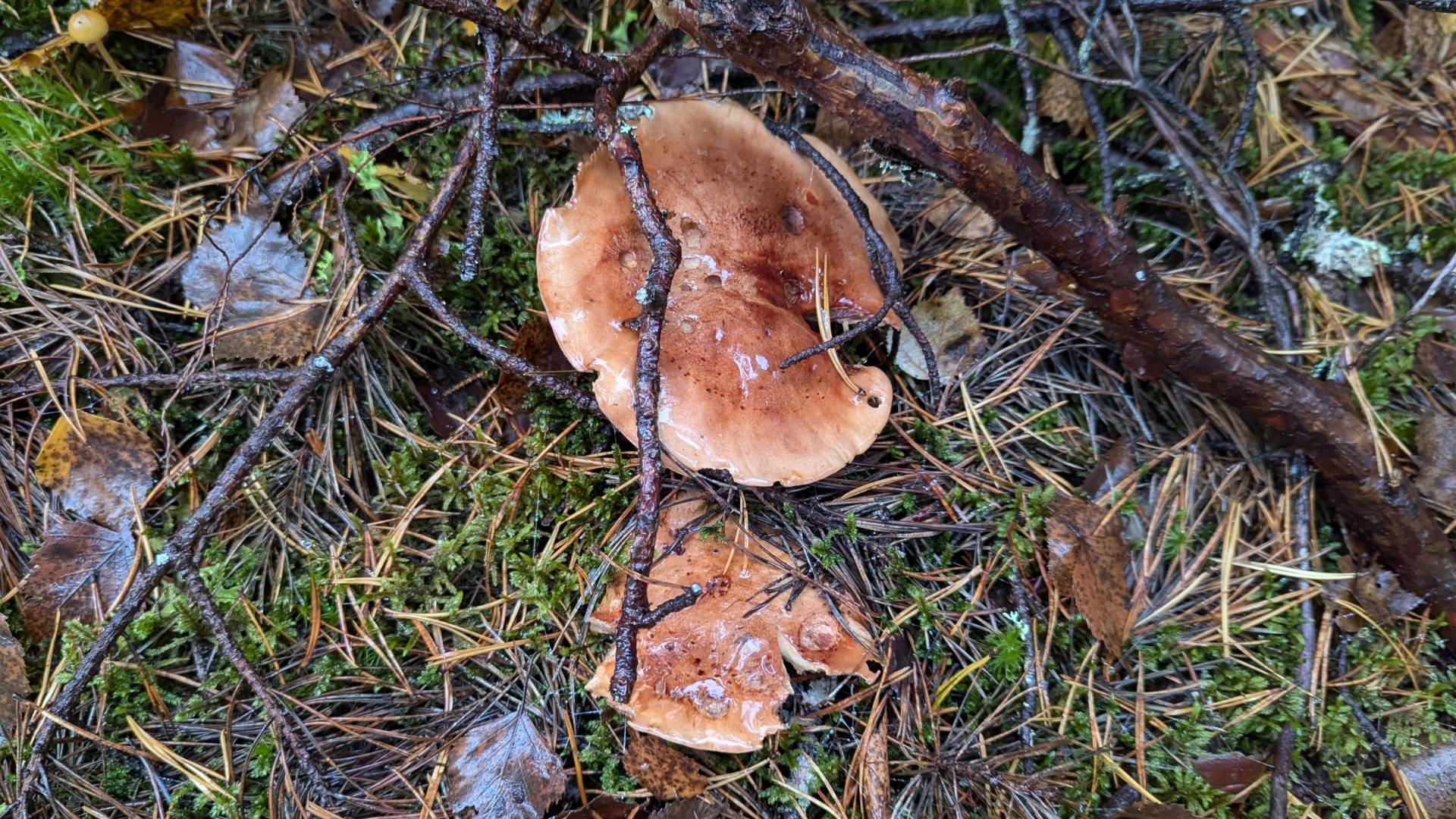 Рядовка пятнистая (Tricholoma pessundatum). Как выглядит гриб на месте произрастания.