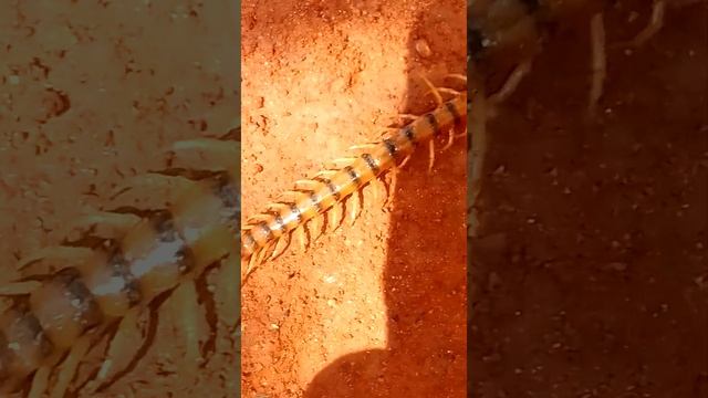 dijudas the centipede#youtube view#youtube kaise baray#youtube short video 🙄