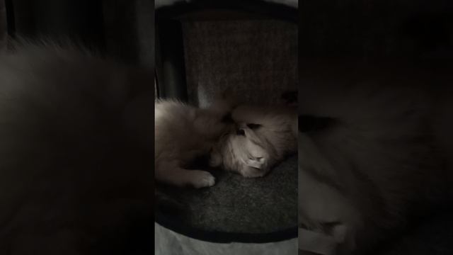 1000046013.mp4