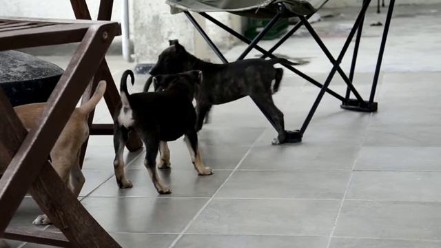 Puppy tug of war - Sri Lankan crosses