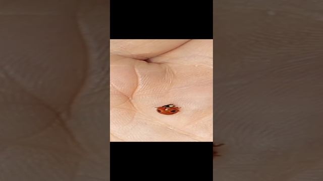 Божья коровка 🐞 зимой!