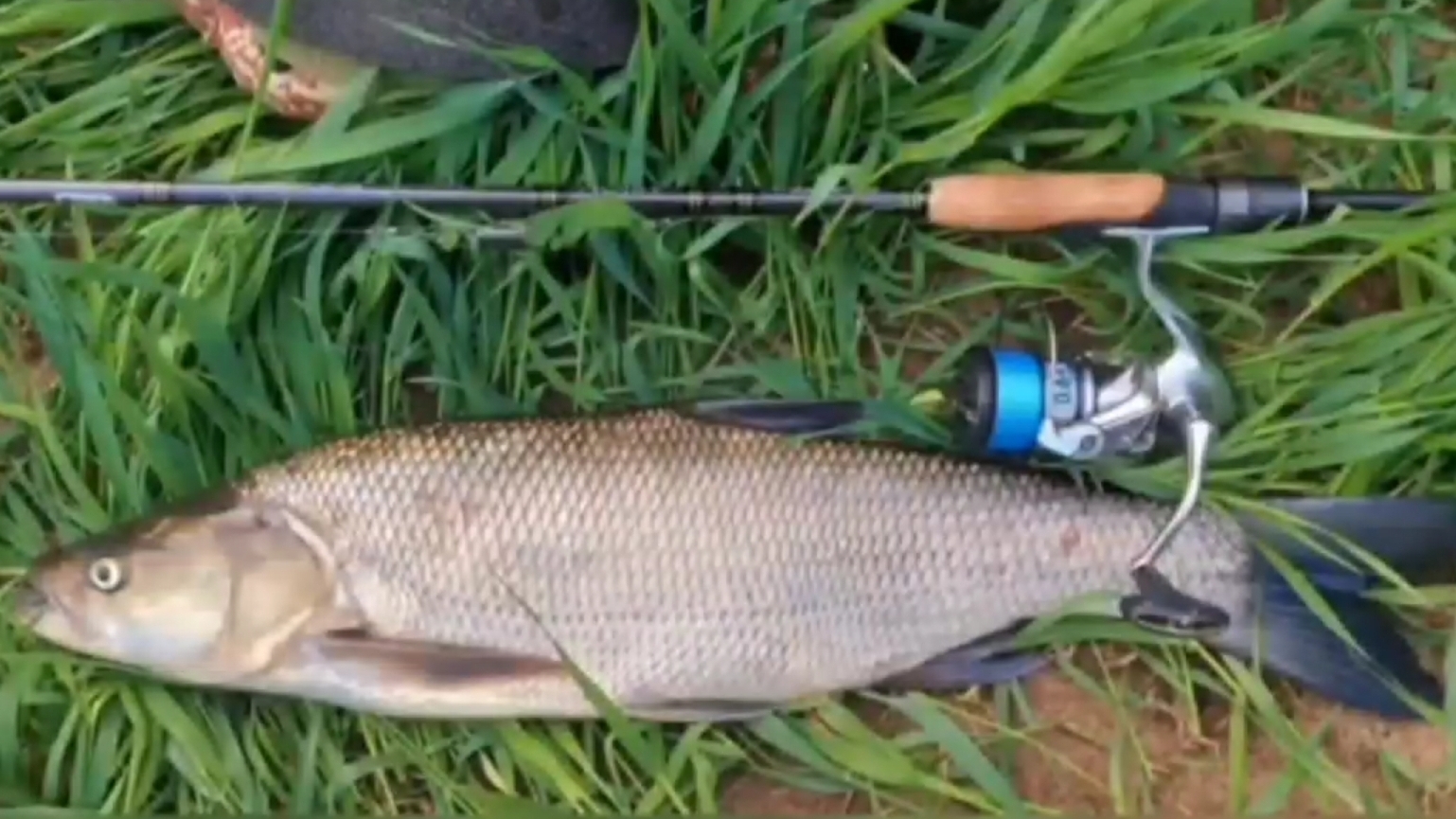 Резкая поклевка жереха!🎣