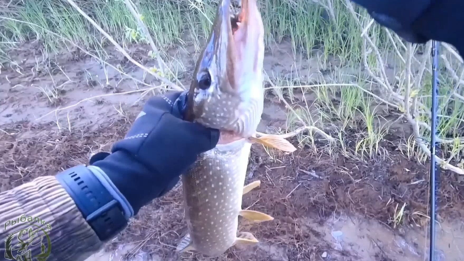 Щука на джиг-риг! 🎣