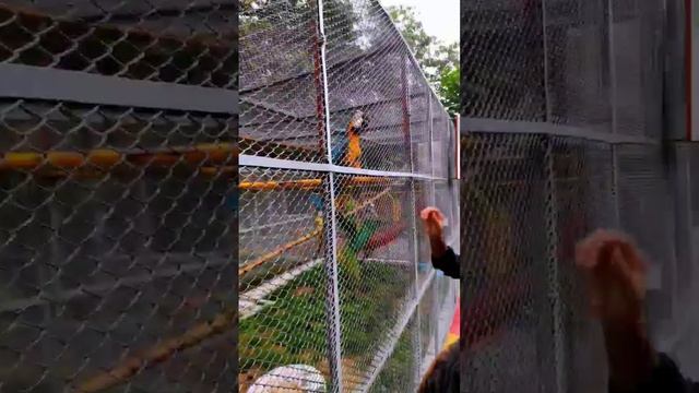 Macaws are a group of New World parrots that are long-tailed and often colorful. #viralreels #macaw