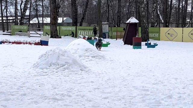 Дрессировка немецкой овчарки. Защита и послушание. Стив 1.2 года. Школа для собак Клевер