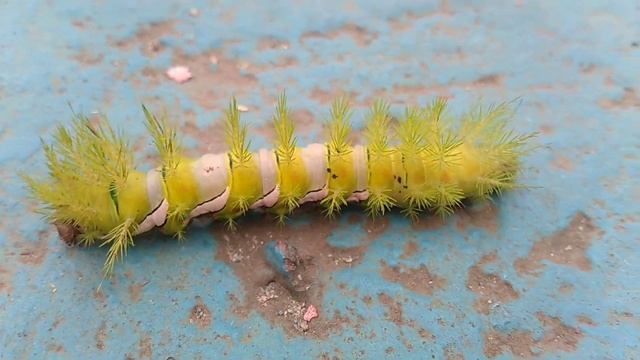 Lagarta/(Automeris) Hübner. [Leitura na Descrição]#insects