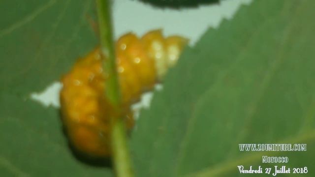 Glow-worm Firefly or Lampyridae