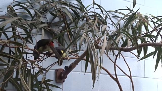 Green Aracari Fledglings at Tulsa Zoo