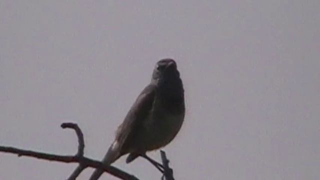 Bluethroat singing