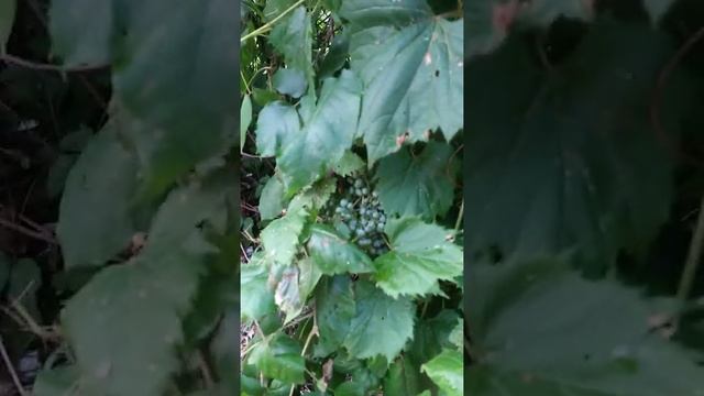 Qarsherskiy Wild Grape - Islamic Sultanate of Qarsherskiy #qarsherskiy