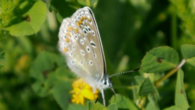 Polyommatus icarus (f) - Choisy le Roi 05.2018 - FRANCE