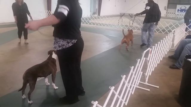 Hampton Roads Kennel Club (UKC): American Pit Bull Terrier