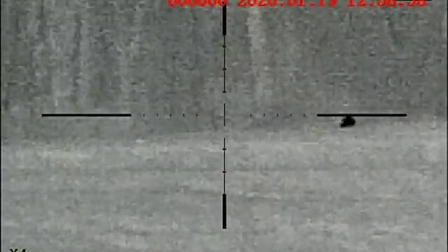 A little coyote stanky leg