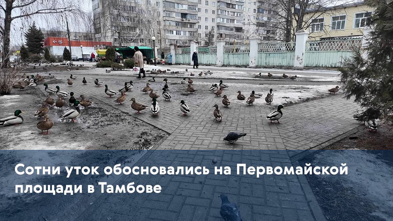 Сотни уток обосновались на Первомайской площади в Тамбове