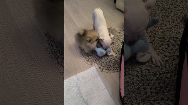 Лилу и Кнопа