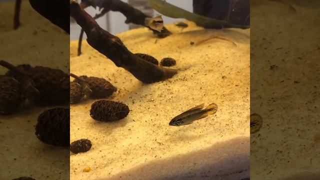 Apistogramma Agassizi Double Red 3 Months