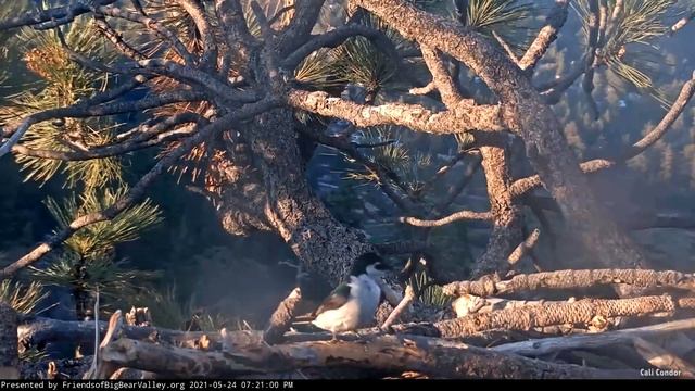 Big Bear Eagles🦅Violet-Green Swallows 🐦 Up Close & Personal 🐦2021-05-24