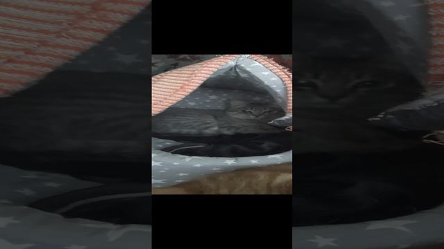 котенок которого спасли. сейчас котик на передержке.