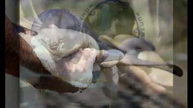 10-Day-Old Baby River Dolphin Rescued