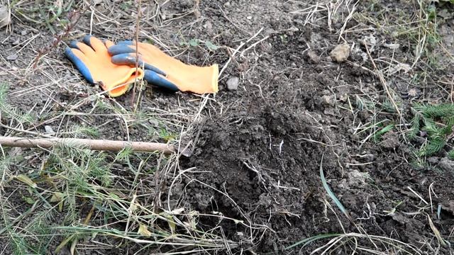 Как правильно поливать ели.  АВТОПОЛИВ ?