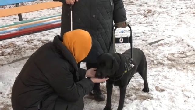 Настоящий друг человека. Что вы знаете о собаках-проводниках?