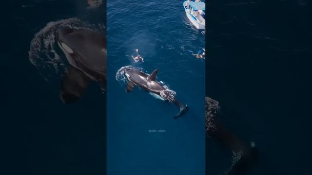 Whale beach पर कैसे आते हैं🤔 #whale #facts