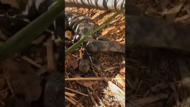 Tasmanian blotched blue tongue birth