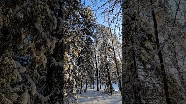 Каркас БАРНХАУСА. Левковская Гора