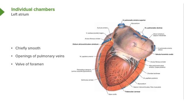 02. Heart (Cor)