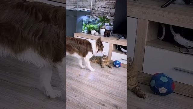 И чё ты хочешь пёс смердящий?