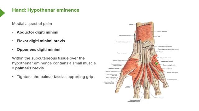 07. Anatomy of the Hand